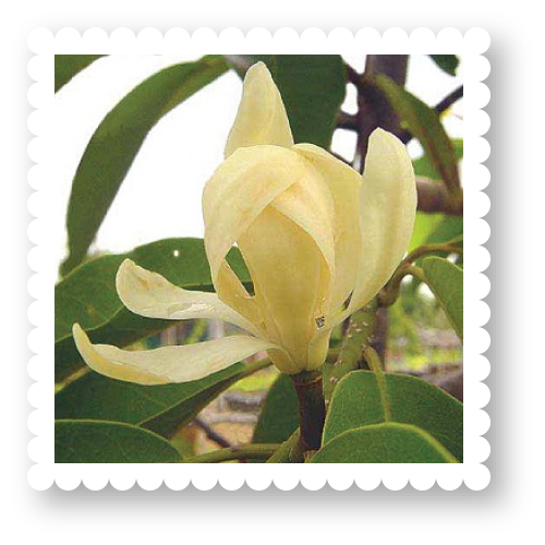2543-magnolia-sirindhorniae