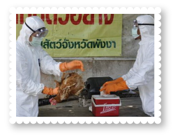 2547-avian-influenza