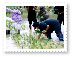 2548-plant-rice-chulachomklao-nakhon-nayok